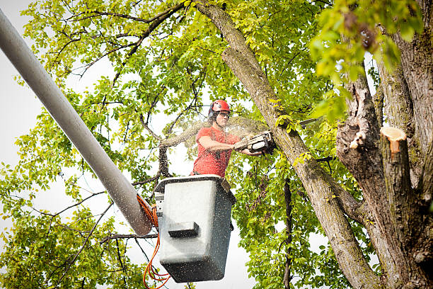 Tree Branch Trimming in Center Point, TX